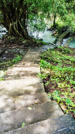 Road amidst trees in forest