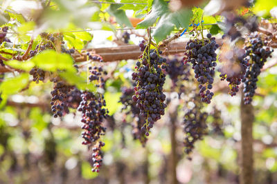 Close-up of grapes growing on tree