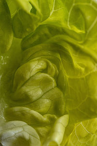 Green lettuce macrophotography
