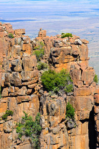 Plants growing on rock