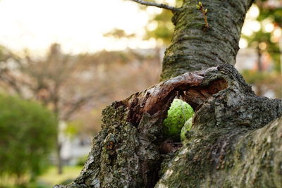 Close-up of tree trunk