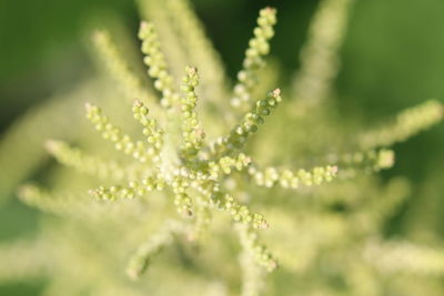 Close-up of flowering plant