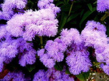 Close-up of purple flowers