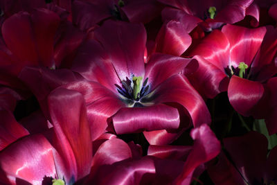 Full frame shot of red flowers