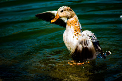 Close-up of a duck spreading its wings in lake