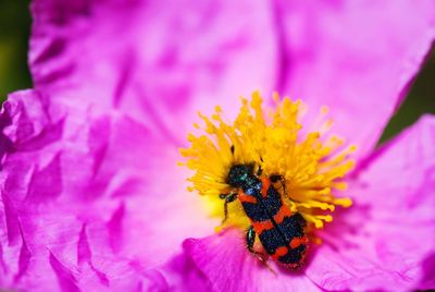 Close-up of beetle pollinating on pink flower