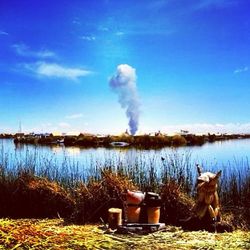 View of a dog in water