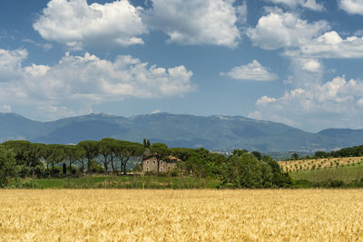 Scenic view of field against sky