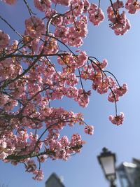 Low angle view of flower tree against sky