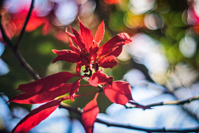 Close-up of red flowering plant