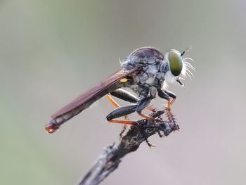 Close-up of fly perching on twig