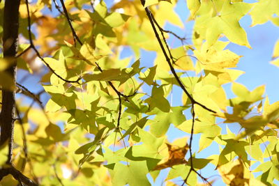 Low angle view of maple leaves against sky