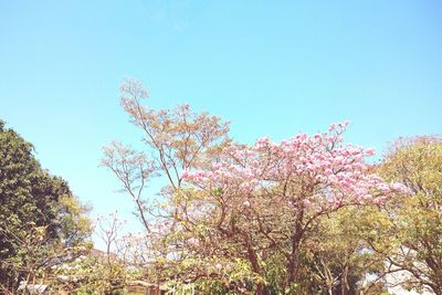 Low angle view of cherry blossom tree