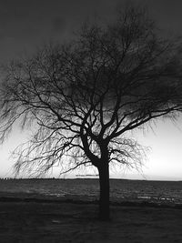 Silhouette bare tree on beach against sky