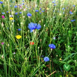 Close-up of purple flowering plants on field