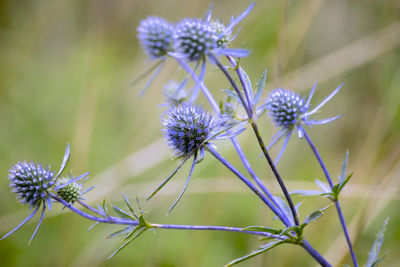 Close-up of thistle blooming outdoors