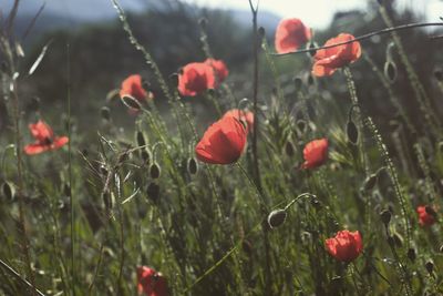 Close-up of red poppy flowers on field