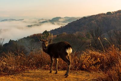 Sea of clouds seen from mt. wakakusa, nara