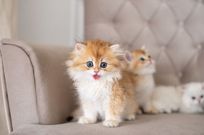 Kitten sitting, small cat, cute animal, fluffy pet, wool, show tongue