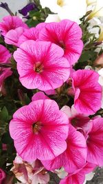 Close-up of pink flowering plants