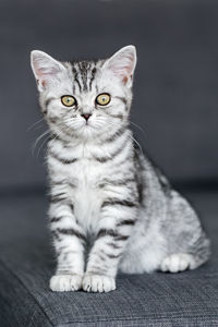 Portrait of british shorthair cat sitting and looking into camera