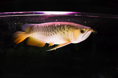 Fish swimming in sea