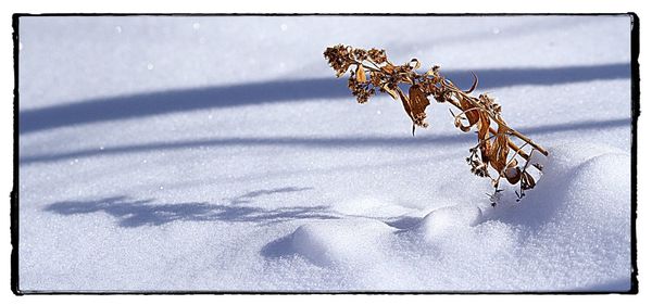 Close-up of snow on plant during winter