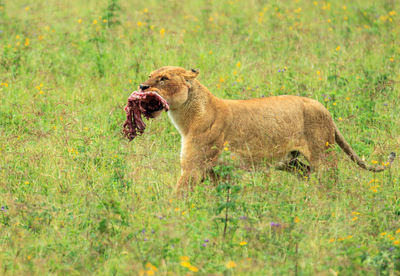 Lioness carrying meat walking on field