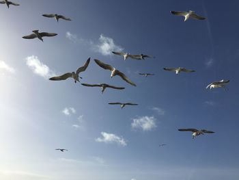 Low angle view of seagulls flying against sky on sunny day
