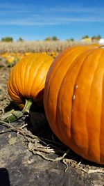 Close-up of pumpkins on field