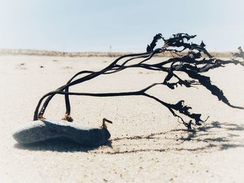 Close-up of driftwood on sand at beach against sky