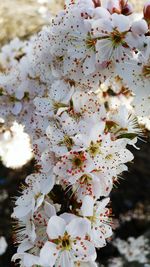 Close-up of cherry blossoms in spring