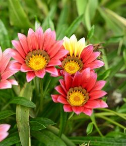 Close-up of yellow flowers blooming outdoors