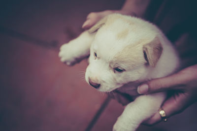 Close-up of hand holding puppy