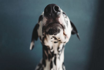 Close-up of dog looking up against blue background