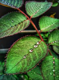 Full frame shot of water drops on plant