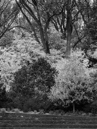 Close-up of horse by trees against sky