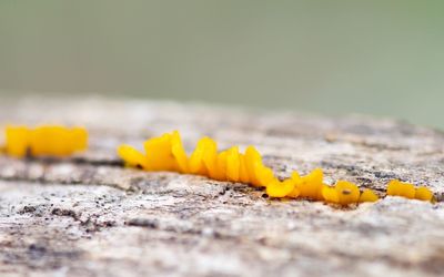 Close-up of yellow flowers