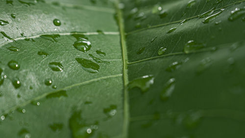 Close-up of raindrops on leaves