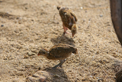 High angle view of birds on land