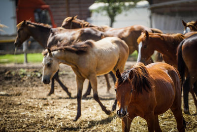 Horses at ranch