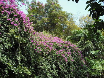 Purple flowering plant