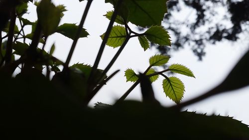 Low angle view of tree against sky