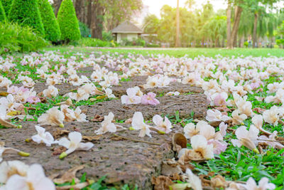 Flowers growing on field