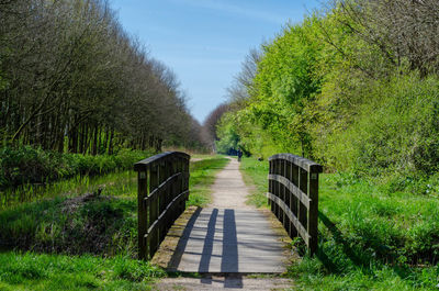 Footbridge amidst trees and plants in forest