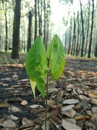 Close-up of leaves growing on tree trunk