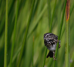 Close-up of bird perching on grass