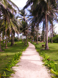 View of palm trees against sky