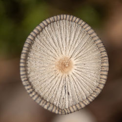 close-up
