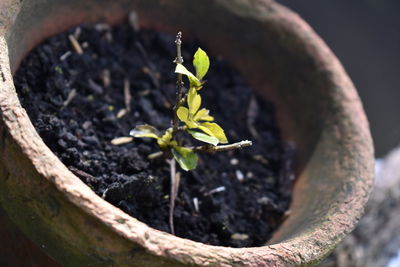 Close-up of small potted plant